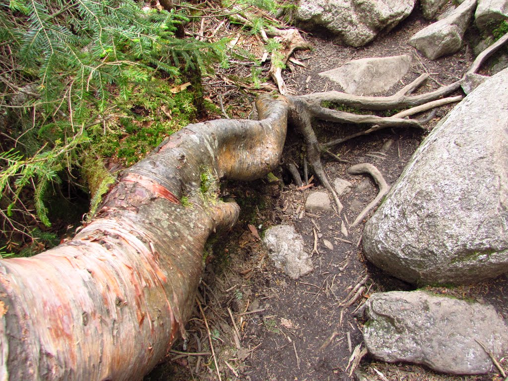 Birch Root on the Falling Waters Trail by Chris Sanfino