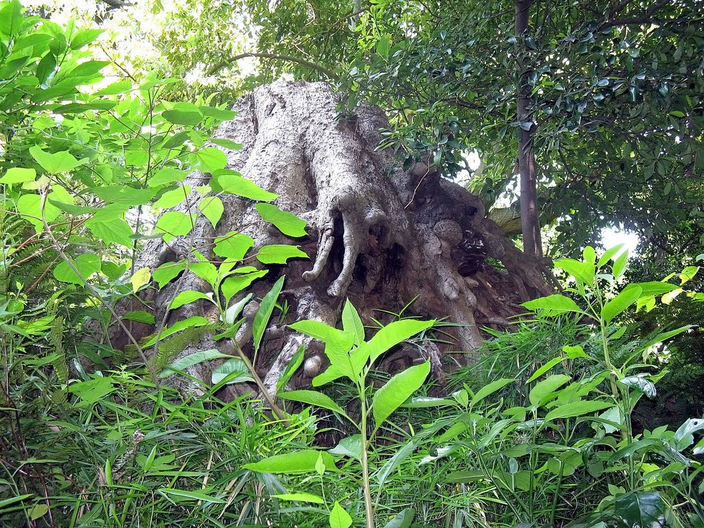 Aged Stump by BryanM63