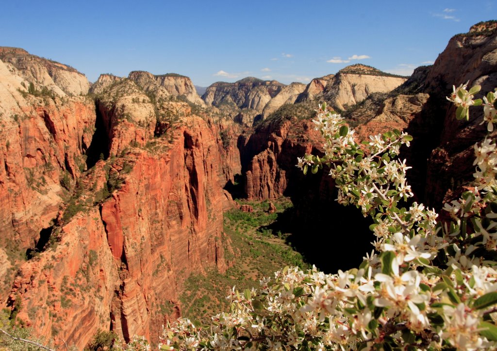 Angels Landing looking North to the Narrows, Zion National Park, Utah by Doug Best