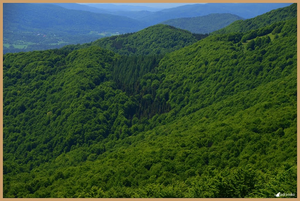 Bieszczady-Poland (Bieszczadzki Park Narodowy, Połonina Wetlińska) by jadransko