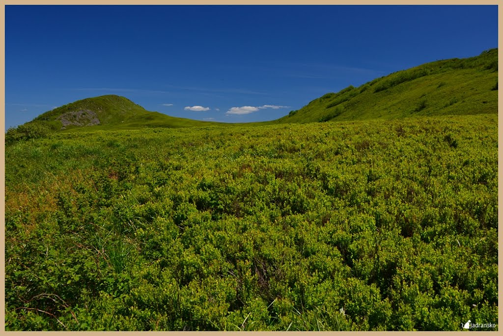 Bieszczady-Poland (Bieszczadzki Park Narodowy, Połonina Wetlińska) by jadransko