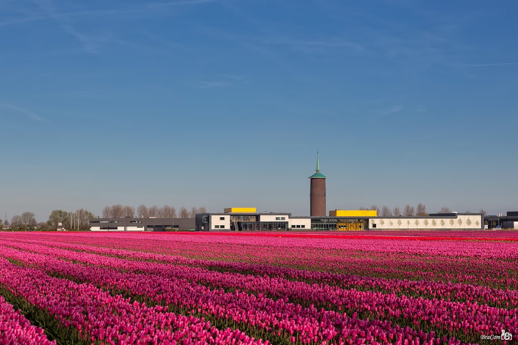 Water tower and Tulip field Dirksland by Bram van Broekhoven