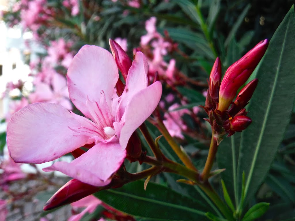 Nerium oleander by Ciccio Pancetta