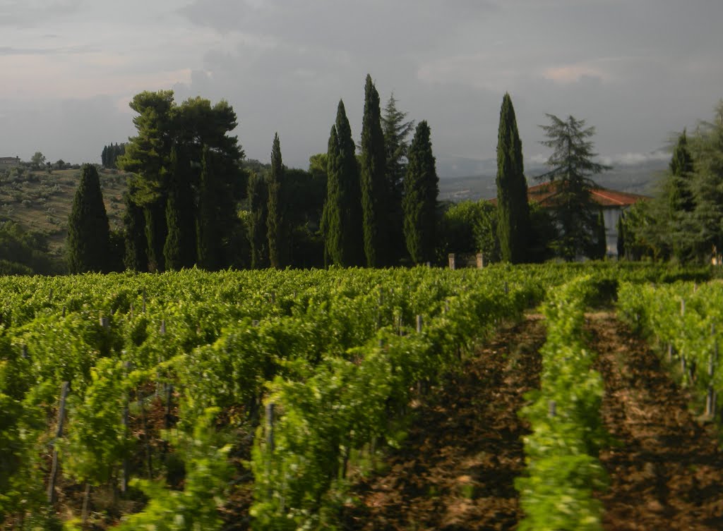 Field in Tuscany, Italy by Robert Cassady