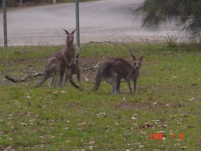 National Park Jervis Bay by M.Kovacevic