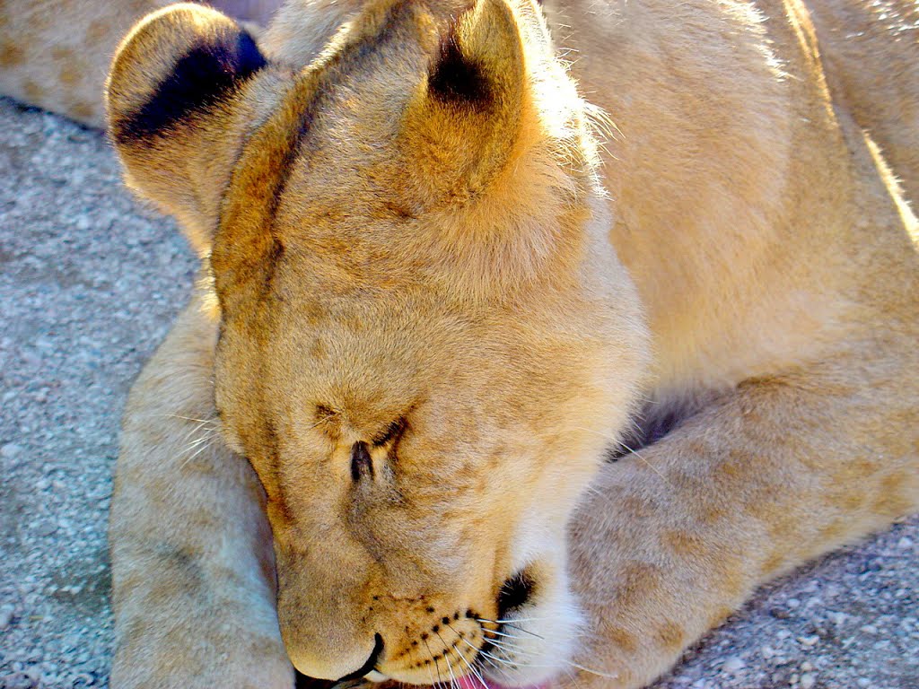 Argentina - General Rodriguez - Provincia de Buenos Aires - Zoológico - León - Cachorro - ecm by eliseo c. martínez