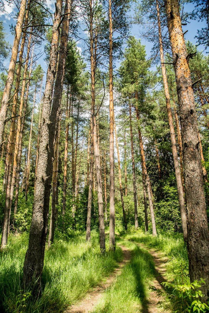 Kirzhachsky District, Vladimir Oblast, Russia by Пётр Климачёв