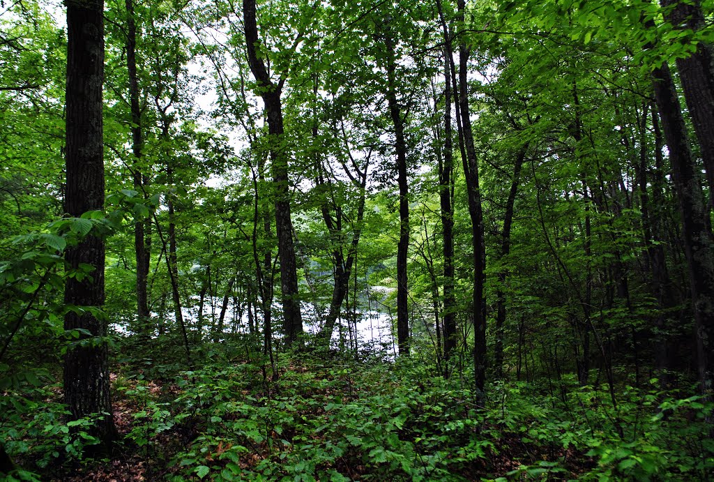 Town Line Lake & Woods State Natural Area by Aaron Carlson