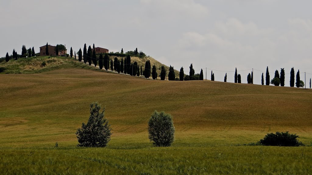 STRADE COLLINE CIPRESSI NELLE CRETE SENESI 8 by giordano pascali