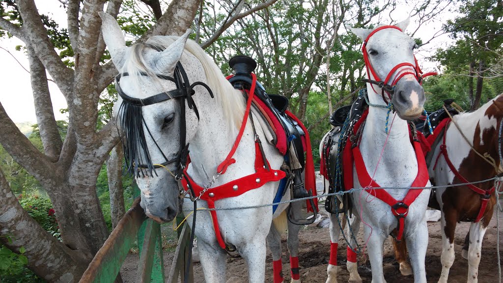 Caballos para jinetear en el Mirador Catarina by Germán Enrique Padil…