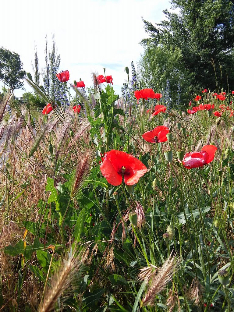 Tiszaújváros, Hungary by rvalcsi