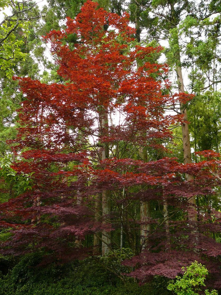 箱根 彫刻の森美術館(The Hakone Open-Air Museum)2008.07 by Kurazo