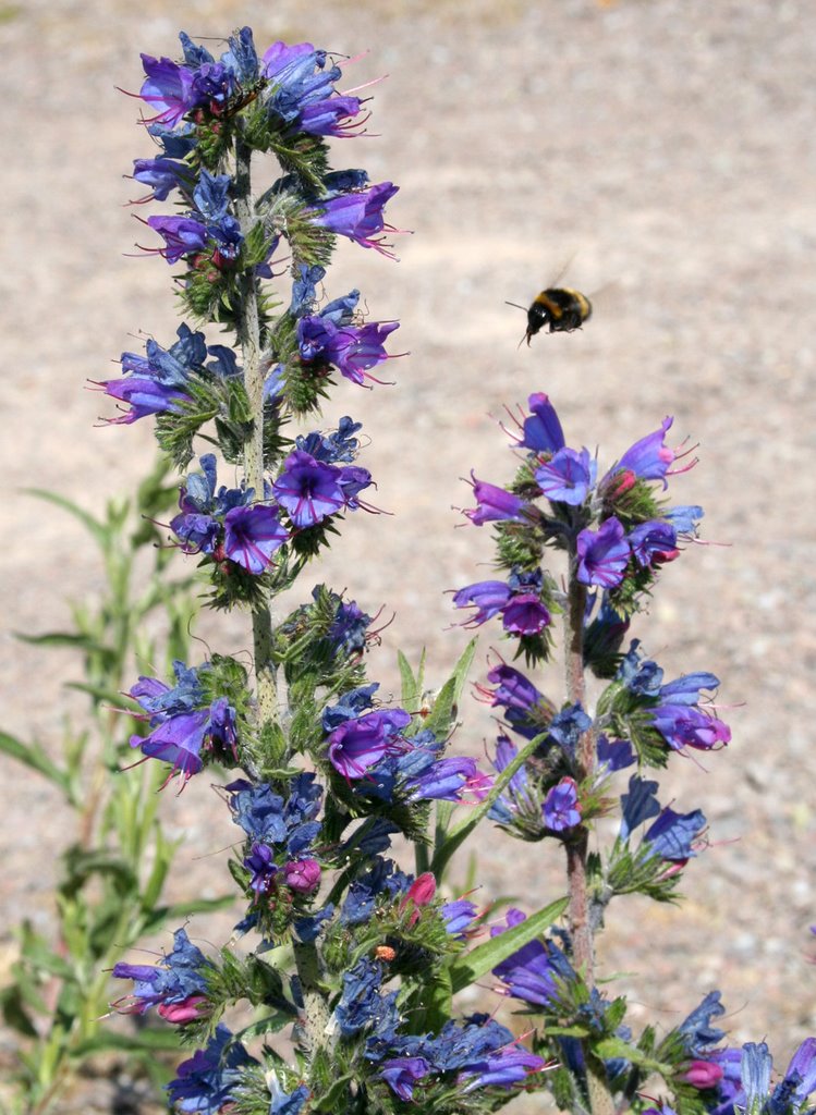 Hummel im Landeanflug auf Blauen Natternkopf by picotuna