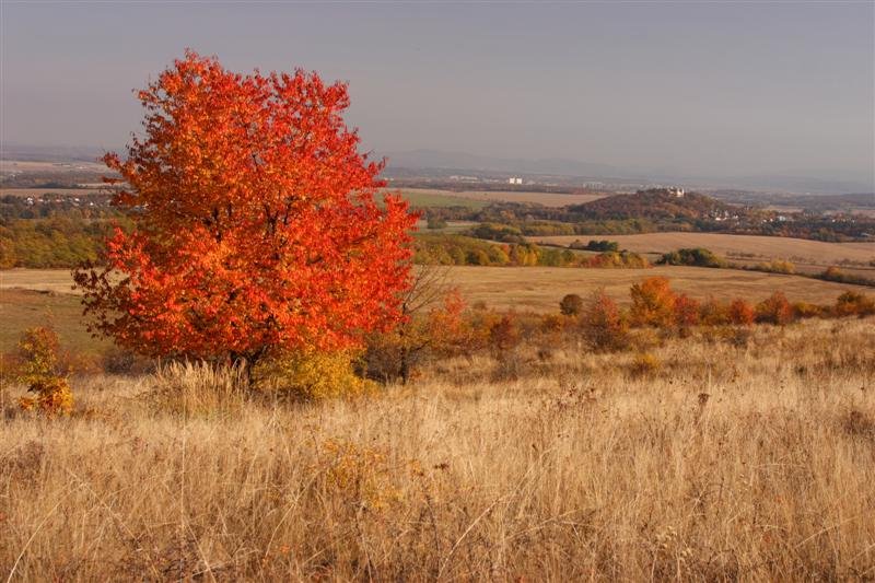 Pohľad na Halič od Lupoče by pargy