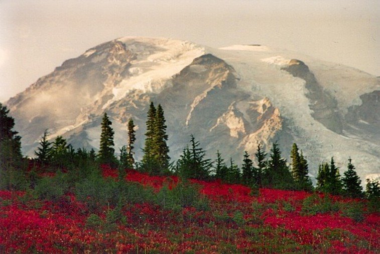 Paradise - Mt. Rainer by patt roche