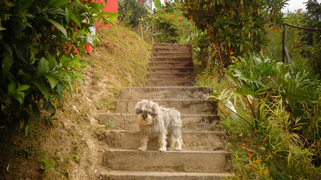 Los cedros, Manizales, Caldas, Colombia by leandro ramos