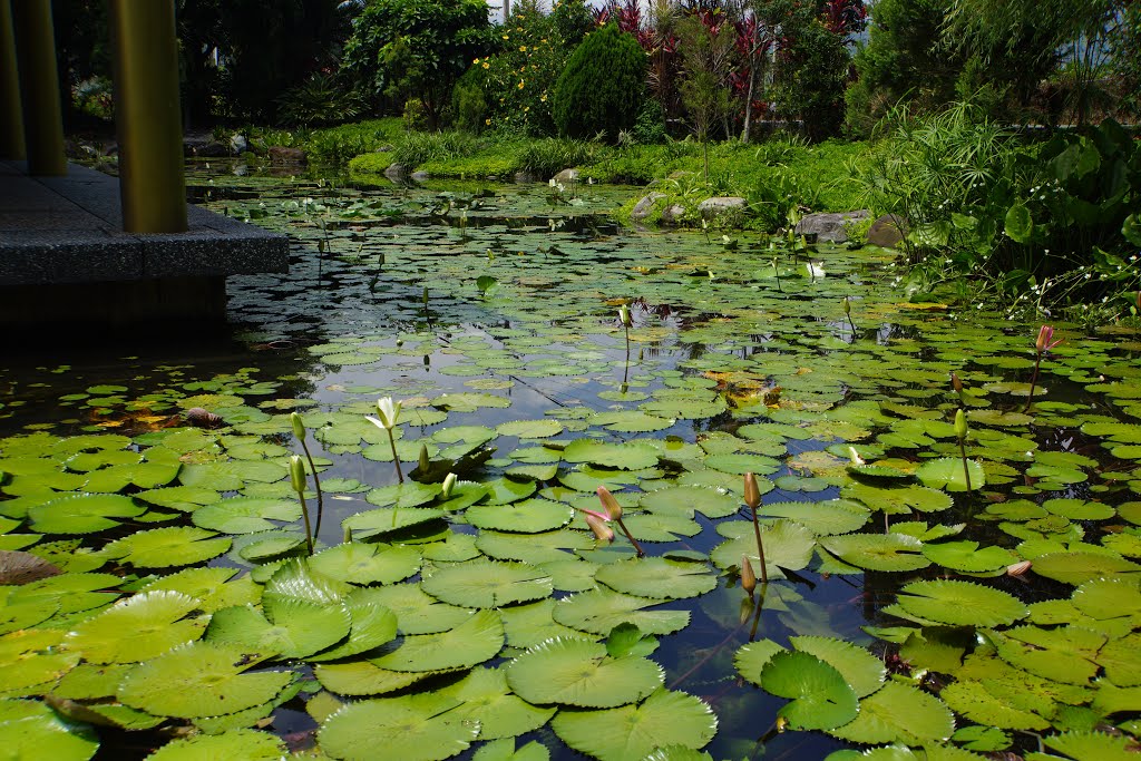 悟饕心靈文化園區生態池 Eco Pond in Wutao Spiritual Culture Park by lienyuan lee