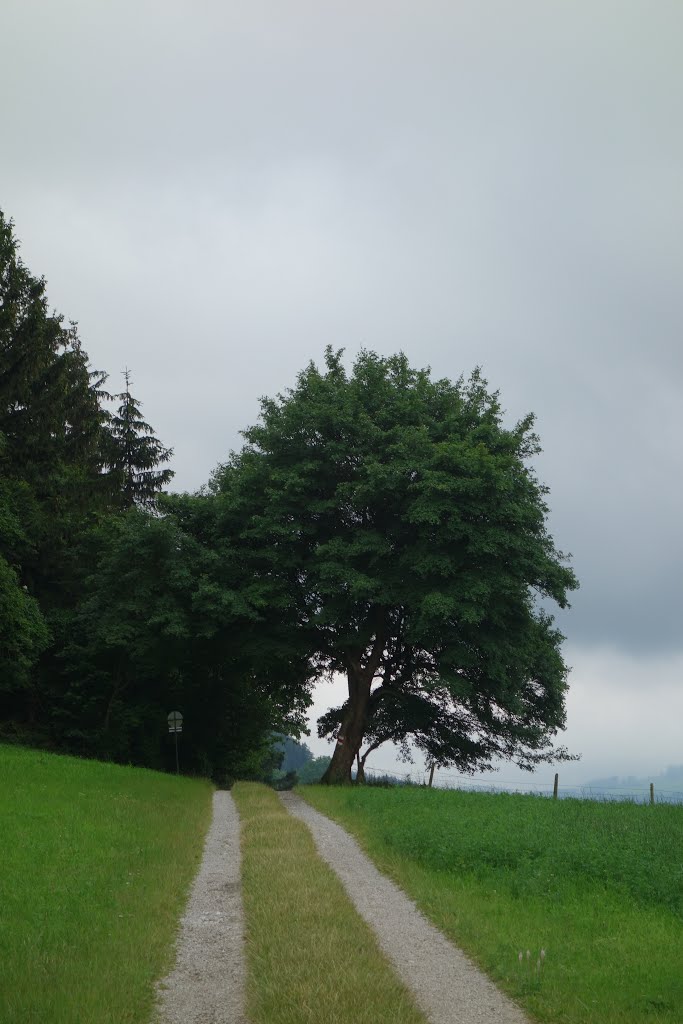 3270 Scheibbs - Grenzbaum Gemeinde Scheibbs - Gemeinde St. Georgen / Leys by Oetscherland