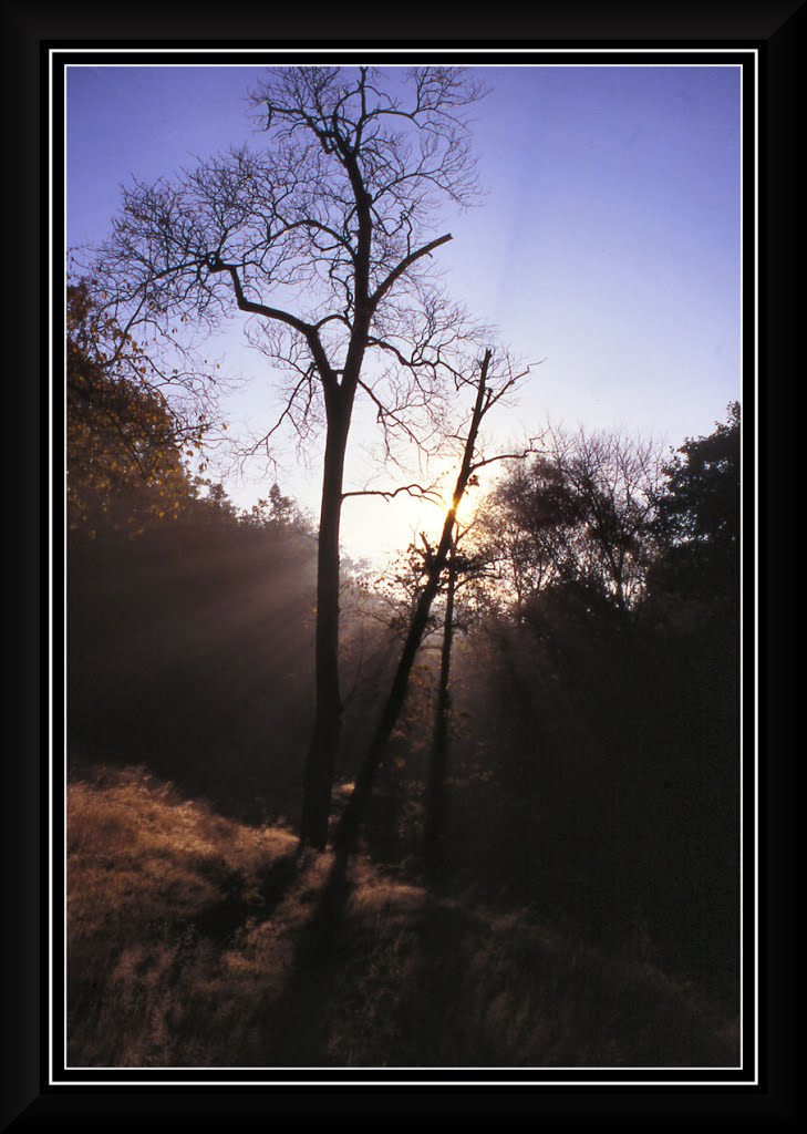 Morning Glory by Herb Riddle