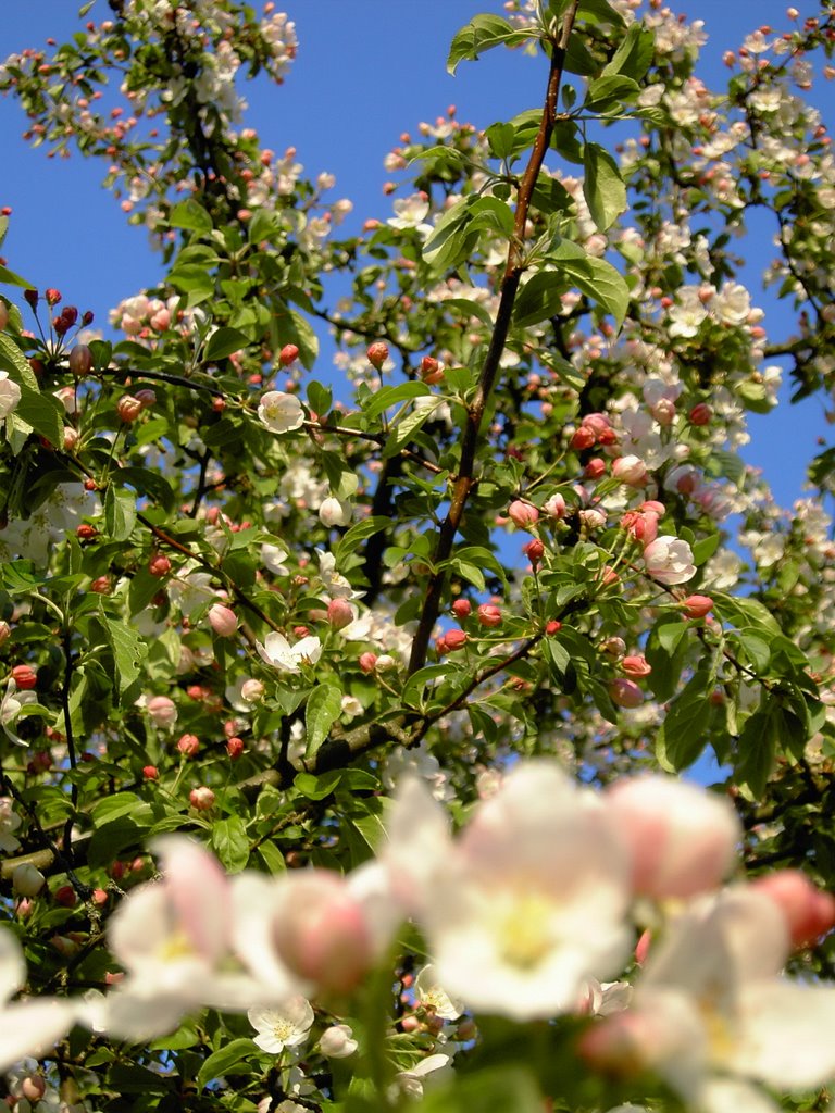 Flowers near G Hotel by Mihaela Branzan