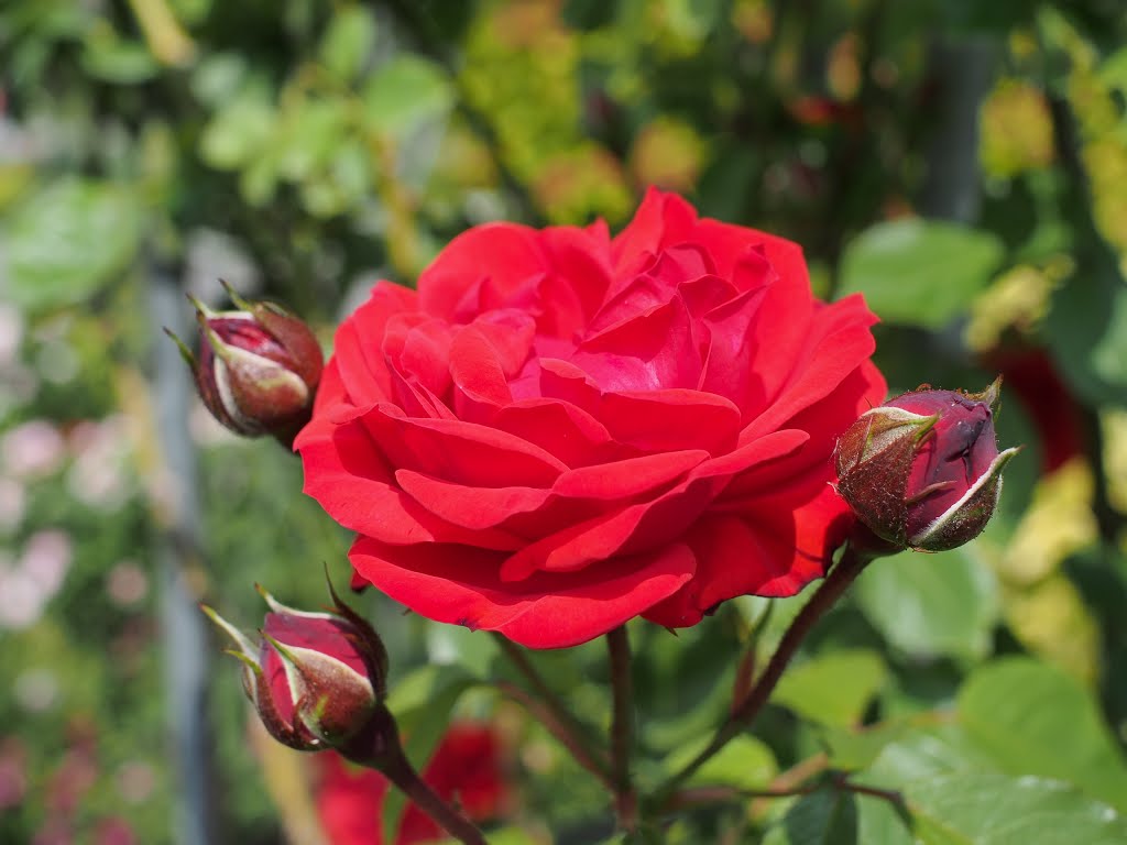 Rosenblüte Rosarium Sangerhausen by Siegfried Stein