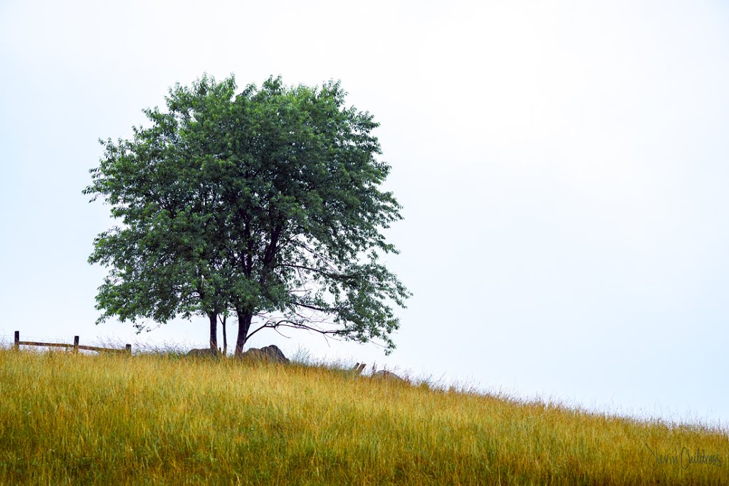 Lone Tree 1 by Kevin Childress