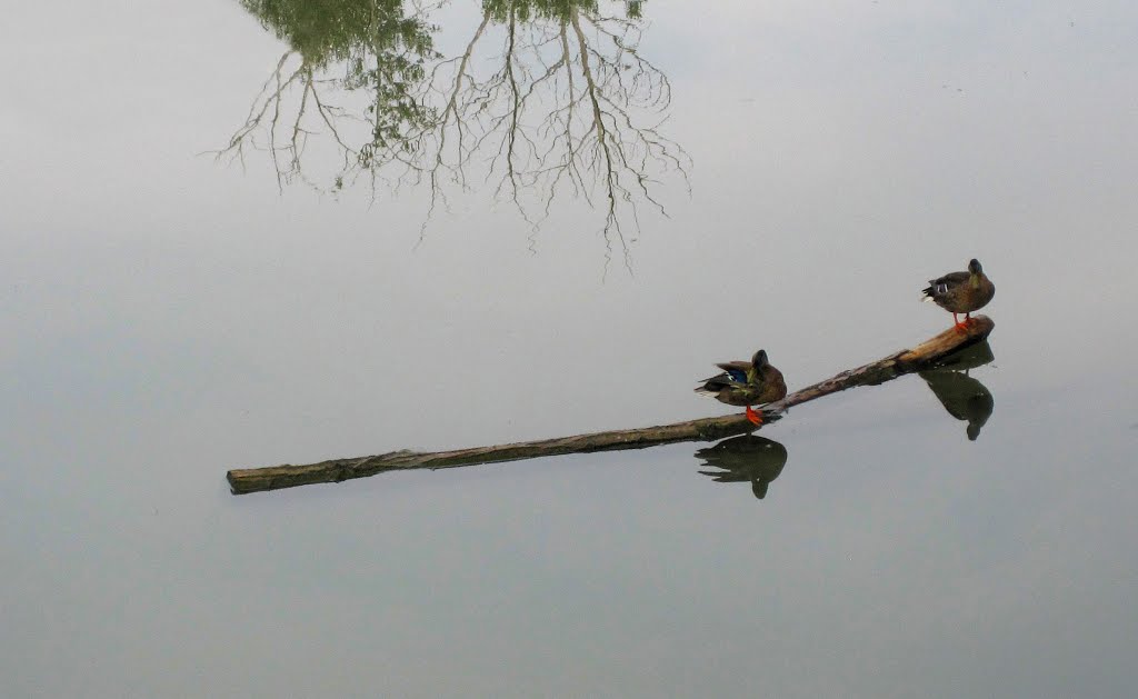 Ánades en el río Carrión (Palencia) by Alejandro Pérez Garc…