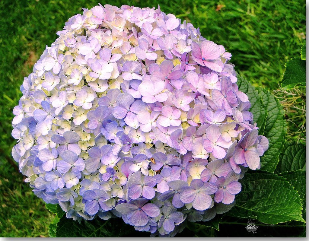 Hortênsia (Hydrangea macrophylla), Brasília by Rubens Craveiro