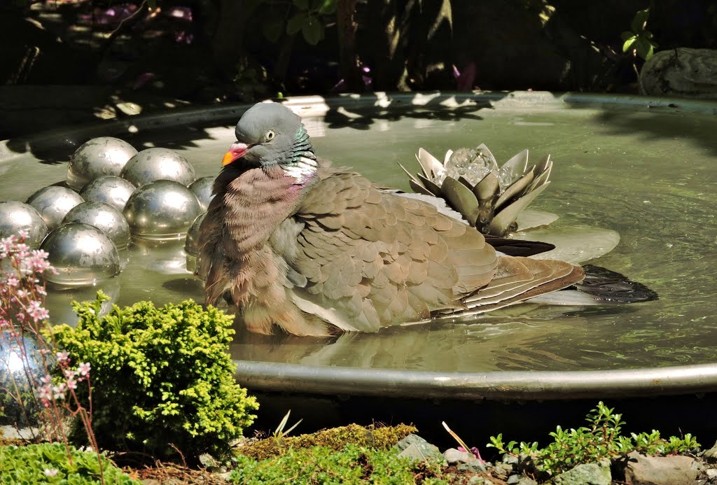 The Mayor of the garden. by gerda metternich