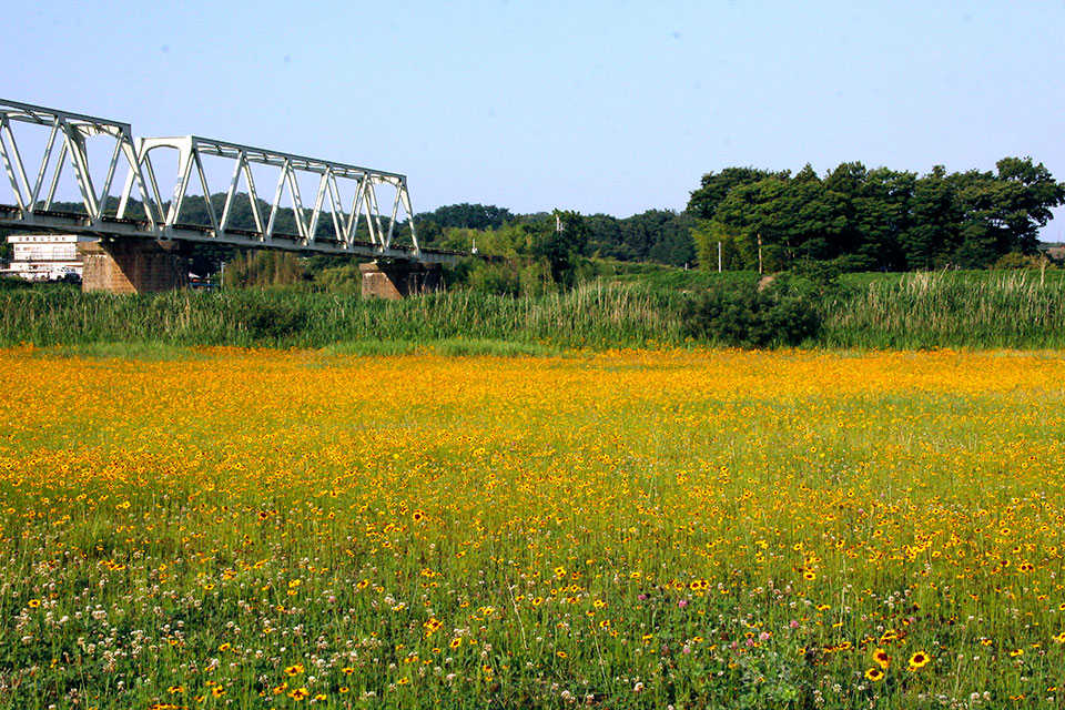 Spring yellow riverbed by koba2106