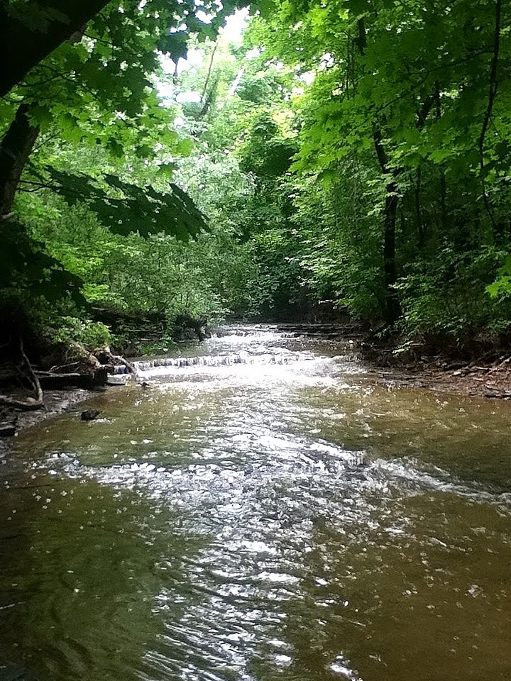 A walk along the creek by andrew.b