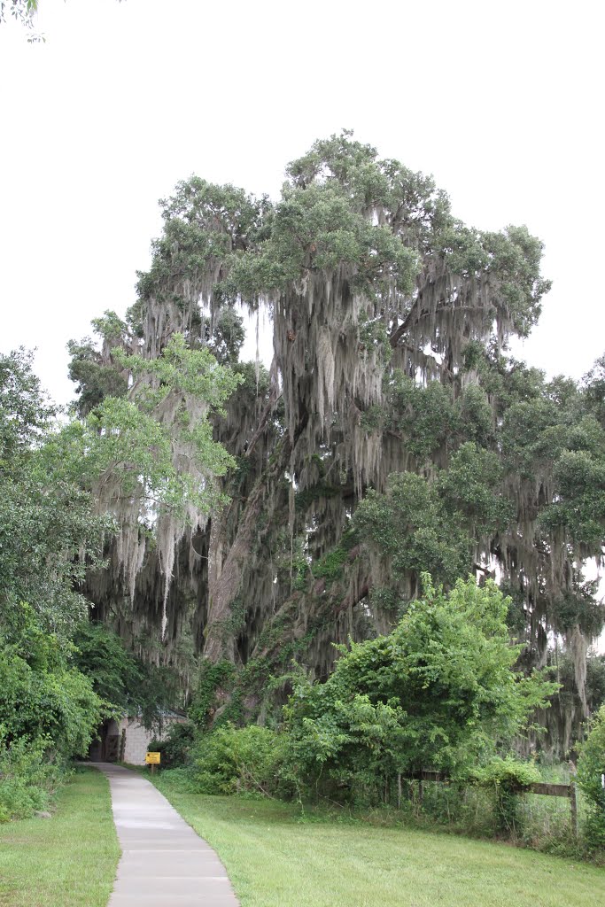 Tree covered in spanish moss by Michael Laferriere