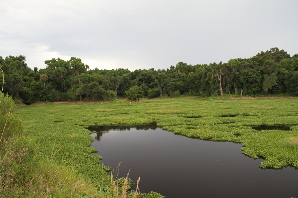 Alachua County, FL, USA by Michael Laferriere