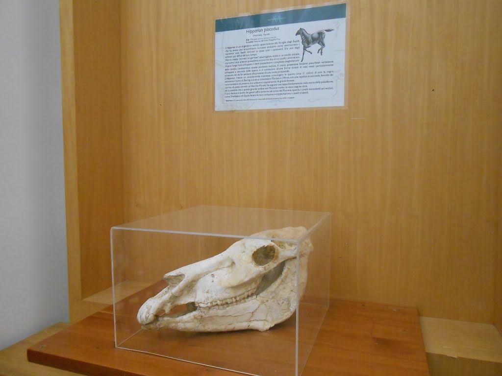 Napoli - Museo di paleontologia by Gaetano Attanasio