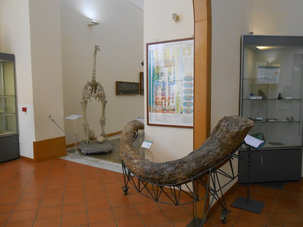 Napoli - Museo di paleontologia by Gaetano Attanasio