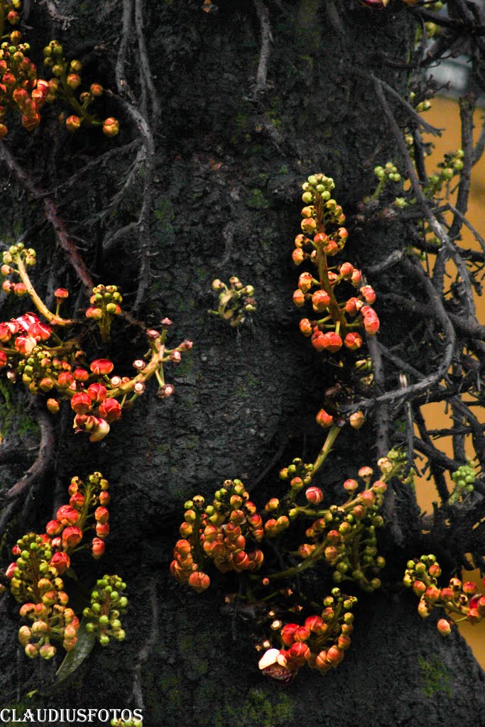 ÁRVORE CASTANHA DE MACACO by claudiusfotos