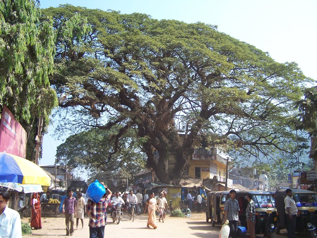 Karwar trees canopy. by Dattanand Shirodkar