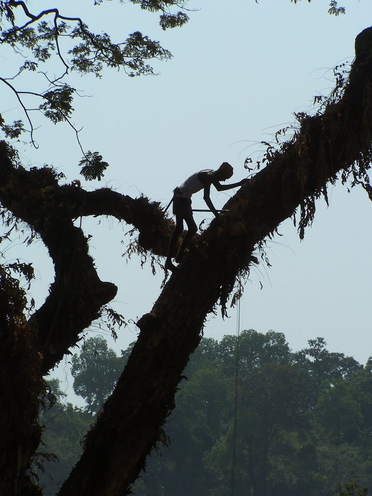 Karwar trees canopy. by Dattanand Shirodkar