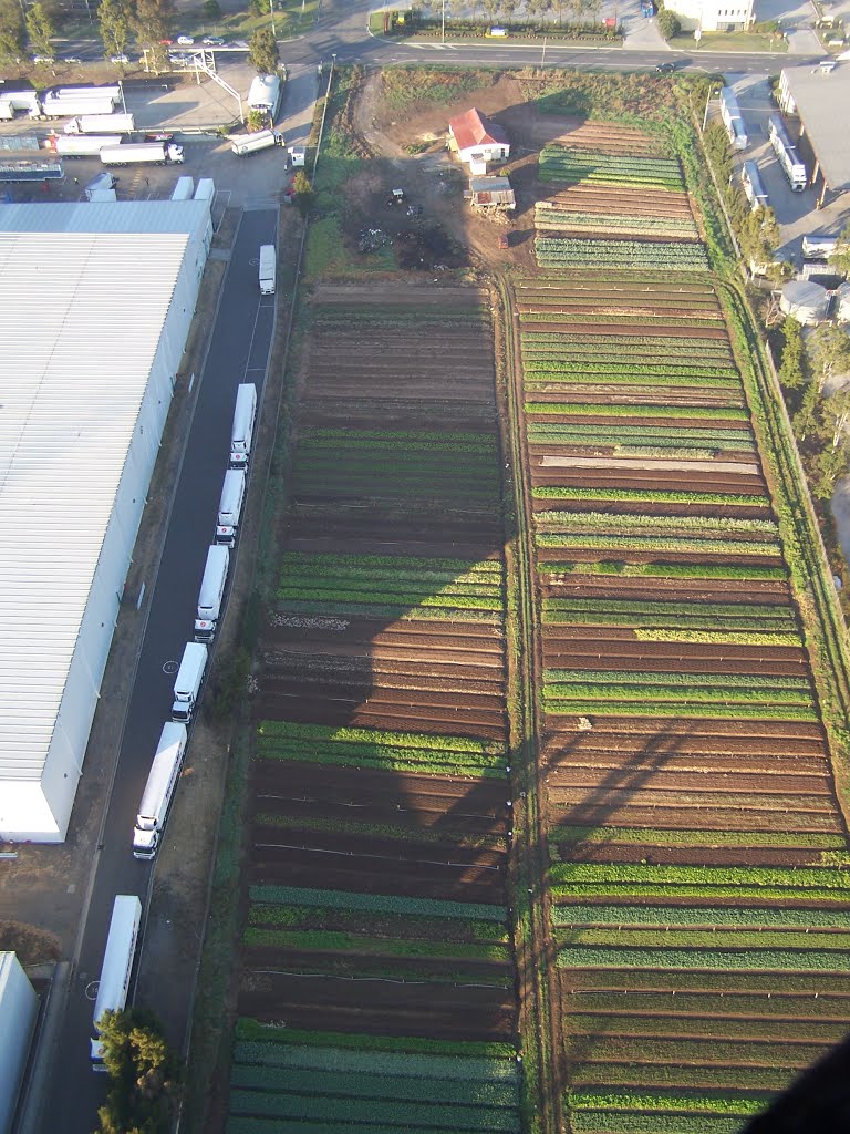 Hot Air Balloon View of the Vegetables Farm. by Dattanand Shirodkar