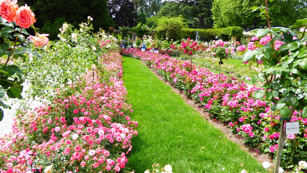 Konstanz : Blumeninsel Mainau Rosengarten.29.06.2015 by Manfred Nowag