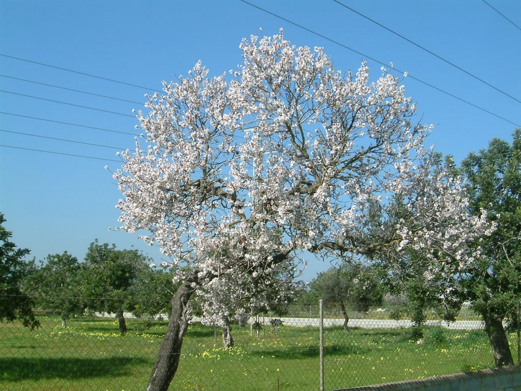 Almendro en flor_PUIG DEN VALLS by Aishaka