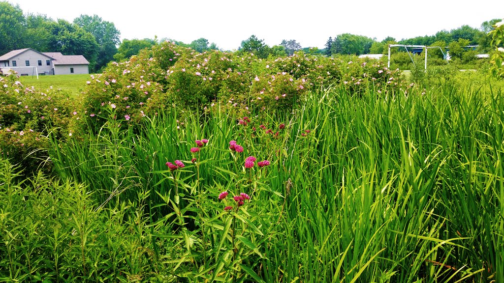 Phelan Park Raingarden by Aaron Carlson