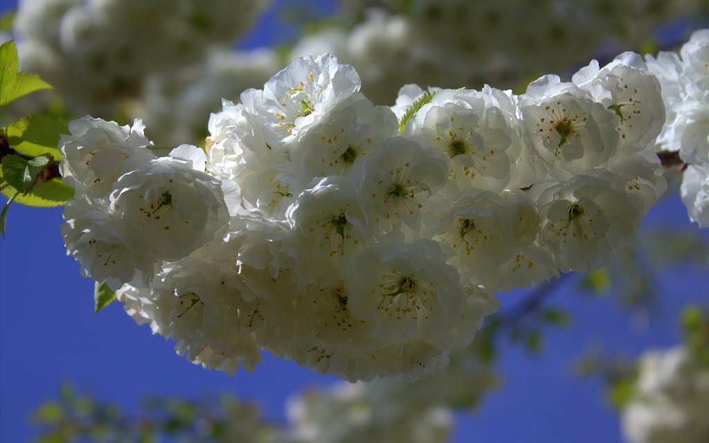 Gefülltblühende Kirsche [Süßkirsche] (Prunus avium 'Plena') / Altshausen, Oberschwaben, Baden-Württemberg by Dachsbracke