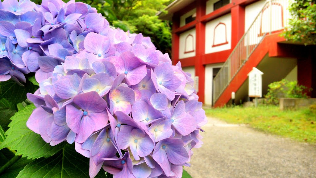 筑紫野市 武蔵寺 - 紫陽花 2015.6 (Buzo-ji Temple - Hydrangea) by Pot-8-Os