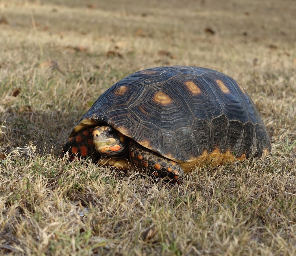 One of Mustique's Red Footed Tortoise by Ibshadow