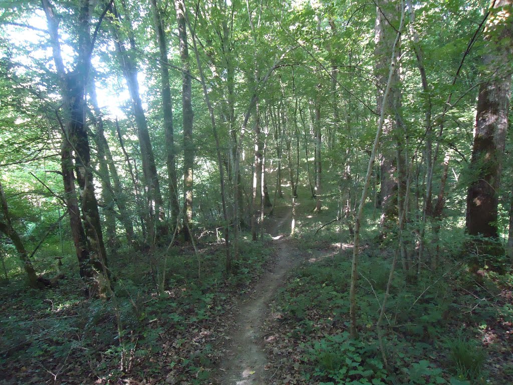 Sentier dans la Planche du Curé au Sud de l'Isle by Claudius B.