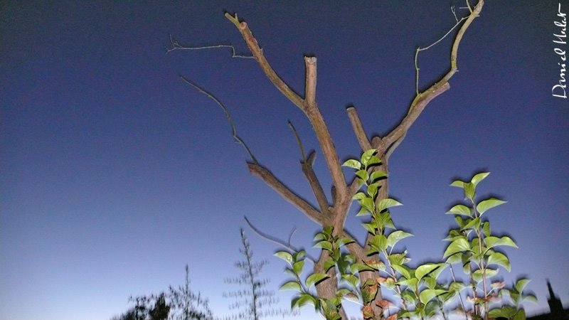 Dans le jardin juste avant la nuit - 140708 - In the garden before the night by Daniel Herlent