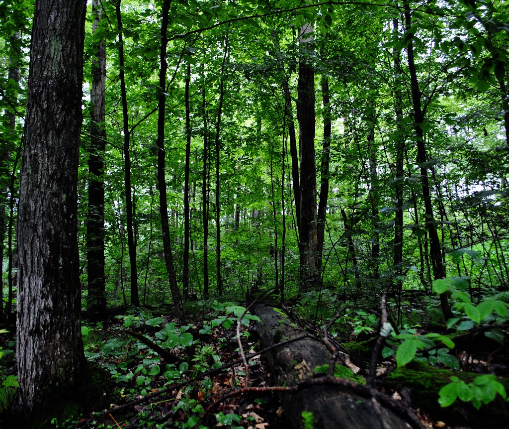 Town Line Lake & Woods State Natural Area by Aaron Carlson