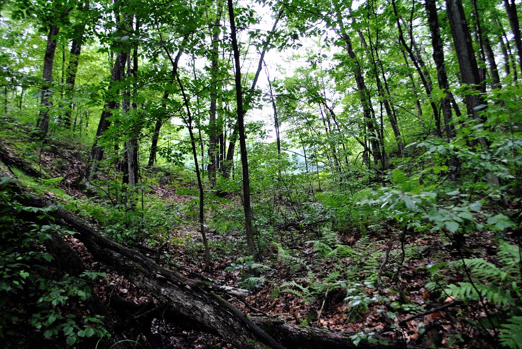 Town Line Lake & Woods State Natural Area by Aaron Carlson