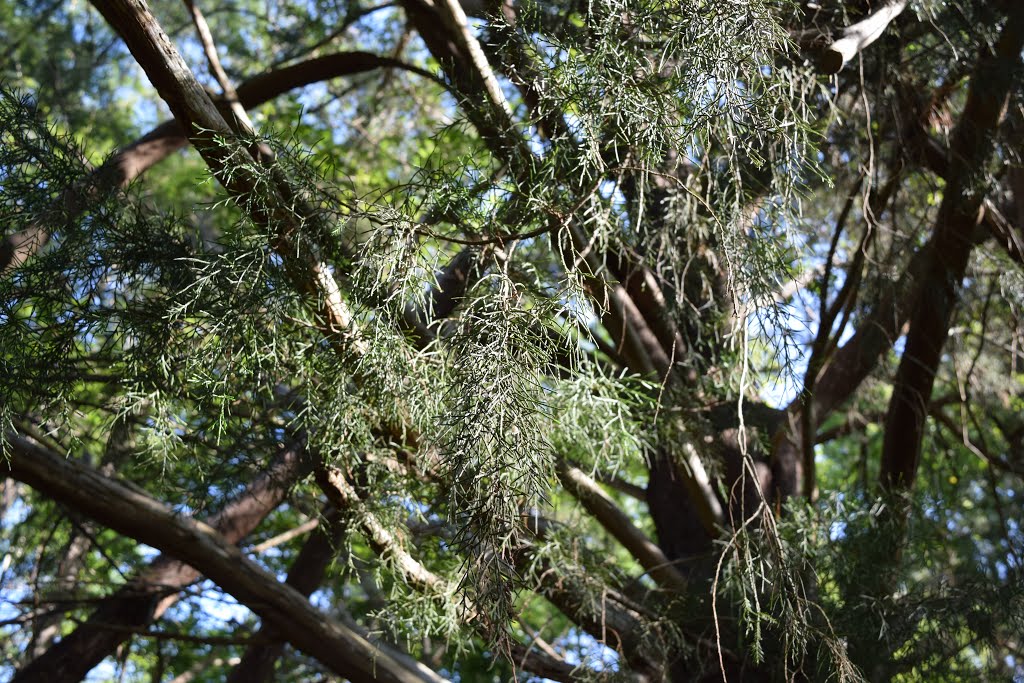 Gnarley red cedar leaves by The Andy